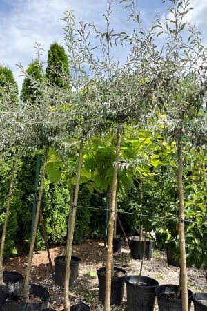 Pyrus salicifolia 'Pendula'