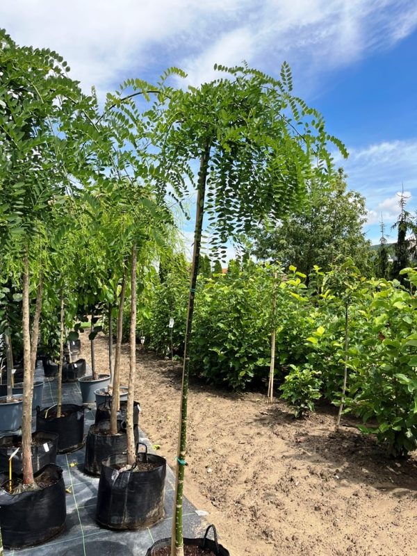 Sophora japonica 'Karaca Weeping' - Image 2