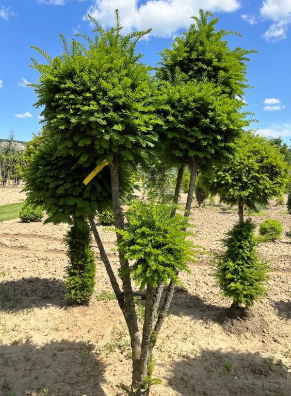 Taxus baccata (guľa) - Image 5
