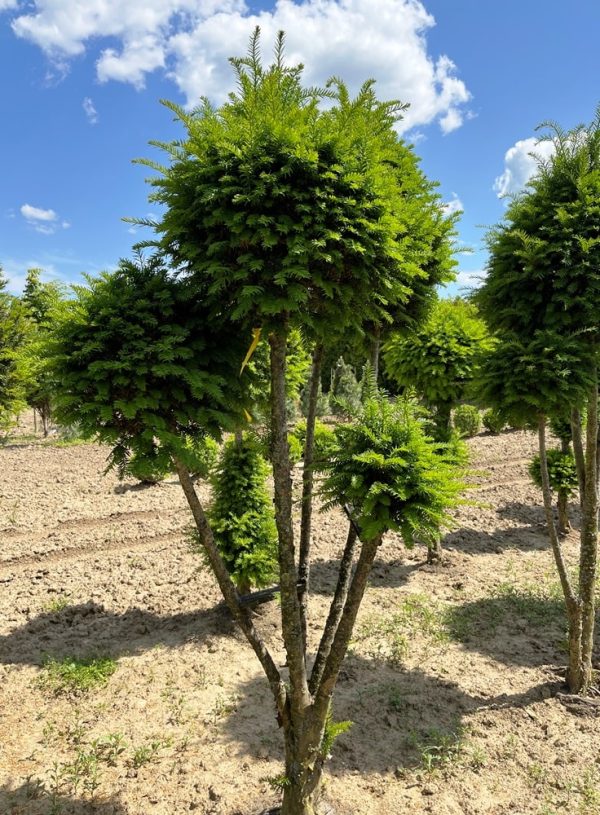 Taxus baccata (guľa) - Image 2
