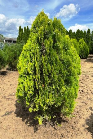 Thuja orientalis 'Aurea Nana'