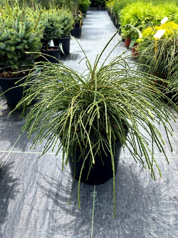 Thuja plicata 'Whipcord'