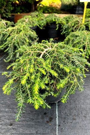 Tsuga canadensis 'Cole's Prostrate'
