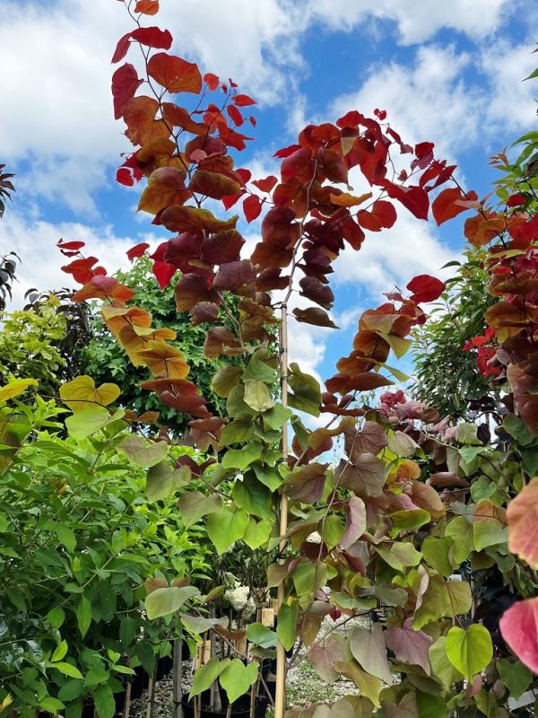 Cercis canadensis 'Eternal Flame'