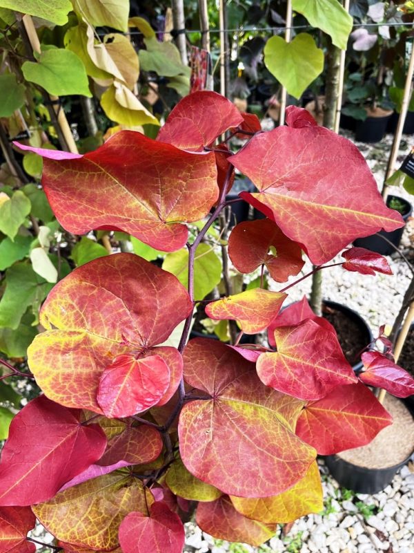 Cercis canadensis 'Eternal Flame' - Image 2