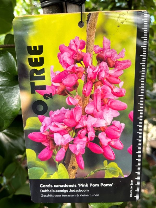 Cercis canadensis 'Pink Pom Poms'
