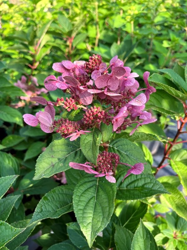 Hydrangea paniculata 'Polestar' - Image 2