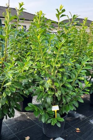 Prunus laurocerasus 'Novita'