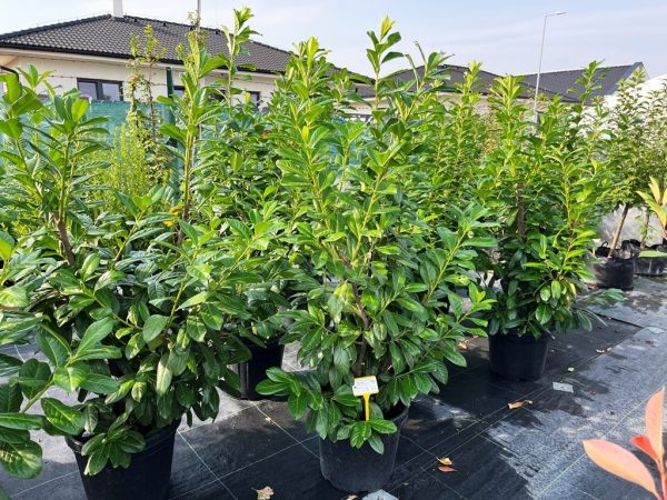 Prunus laurocerasus 'Novita'