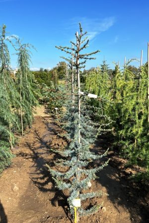 Cedrus libani 'Horstmann'