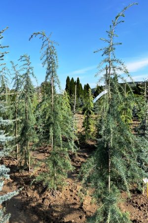 Cedrus deodara 'Eisregen'