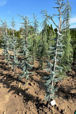 Cedrus libani 'Glauca'