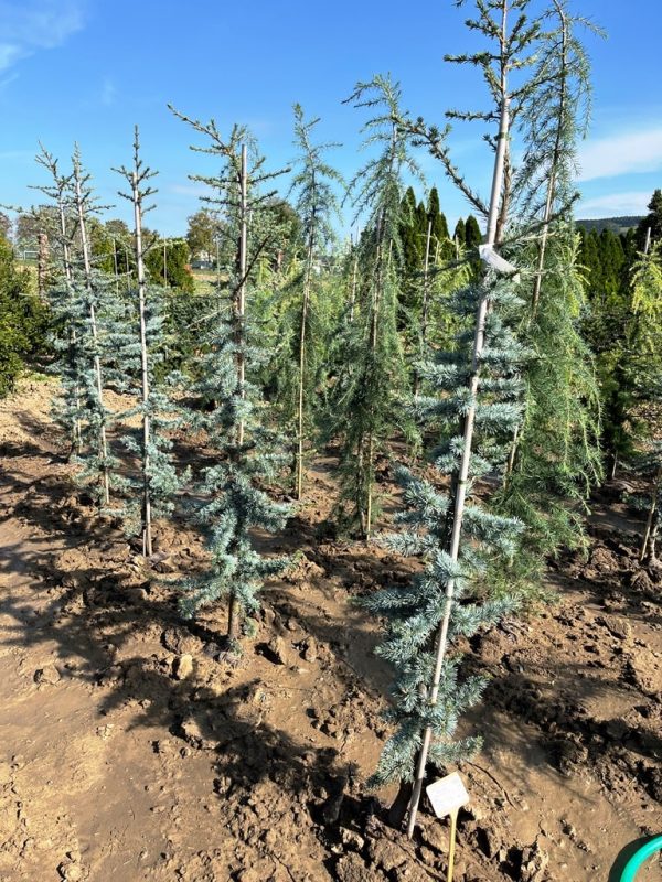 Cedrus libani 'Glauca'