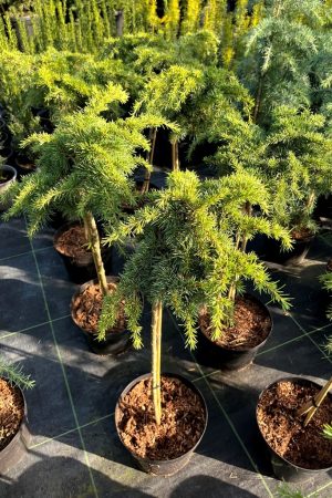 Cedrus libani 'Home Park'