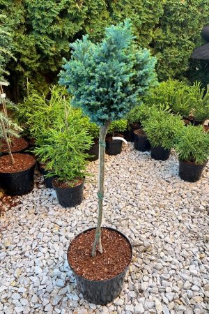 Chamaecyparis lawsoniana 'Rimpelaar'