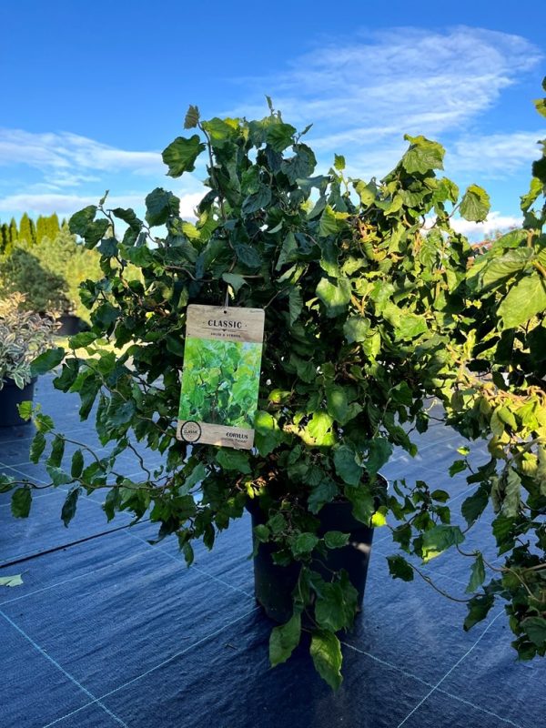 Corylus avellana 'Twister'