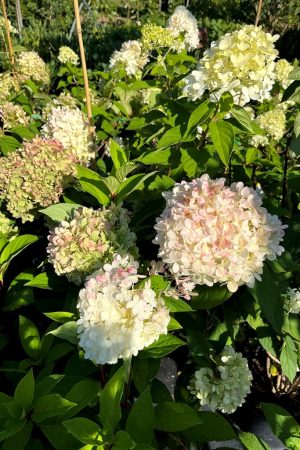 Hydrangea paniculata 'Phantom'