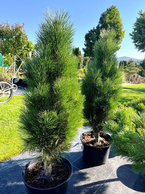 Pinus nigra 'Zimmer' - Image 2