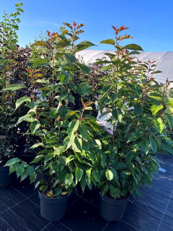 Prunus serrulata 'Kanzan' - Image 4