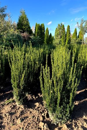 Taxus x media 'Hillii'