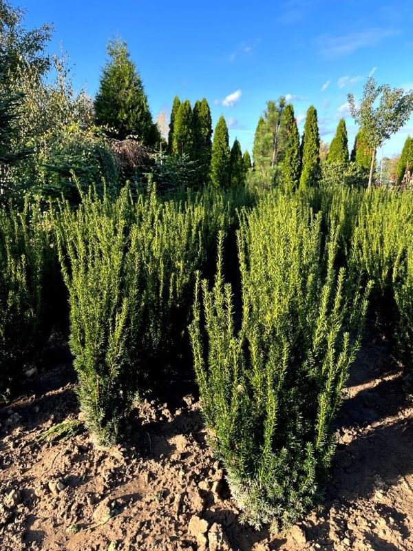 Taxus x media 'Hillii'