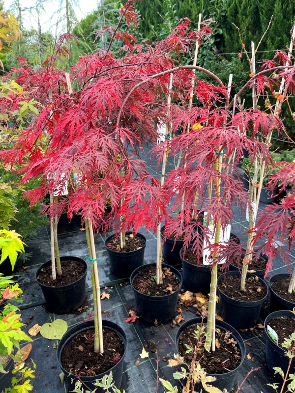 Acer palmatum 'Garnet'