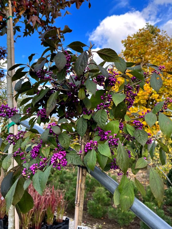 Callicarpa bodinieri 'Profusion'