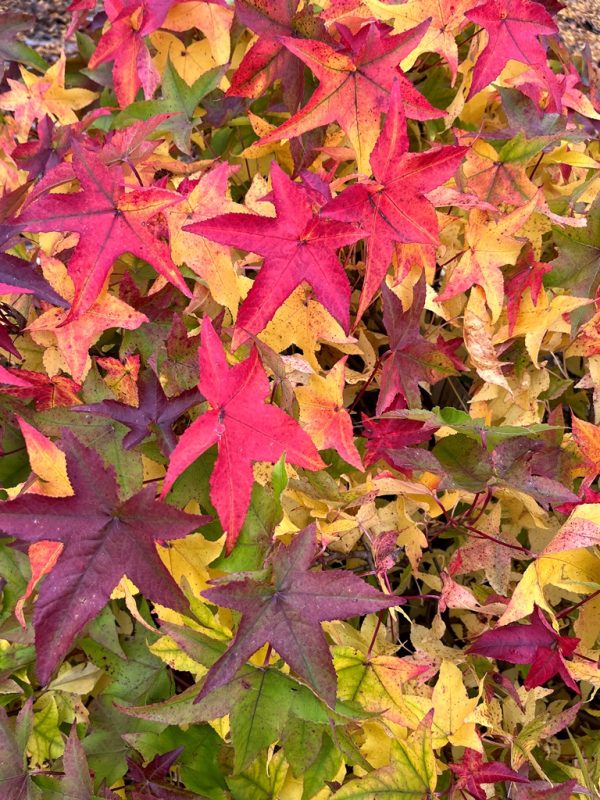Liquidambar styraciflua - Image 2