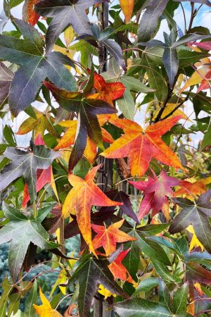 Liquidambar styraciflua 'Slender Silhouette'