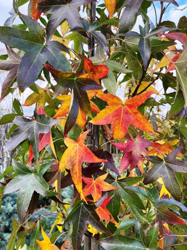 Liquidambar styraciflua 'Slender Silhouette'