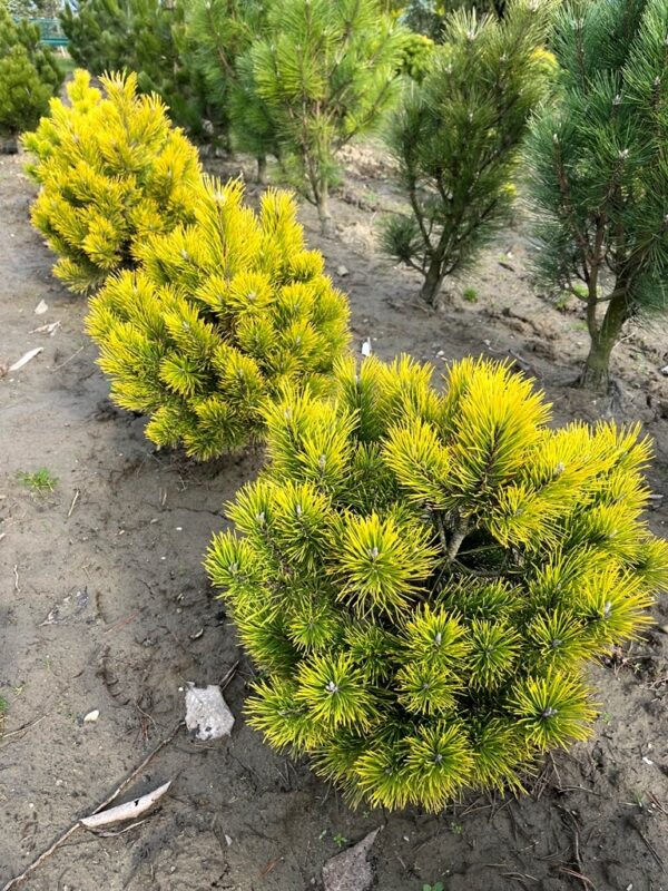 Pinus mugo 'Golden Glow' - Image 3