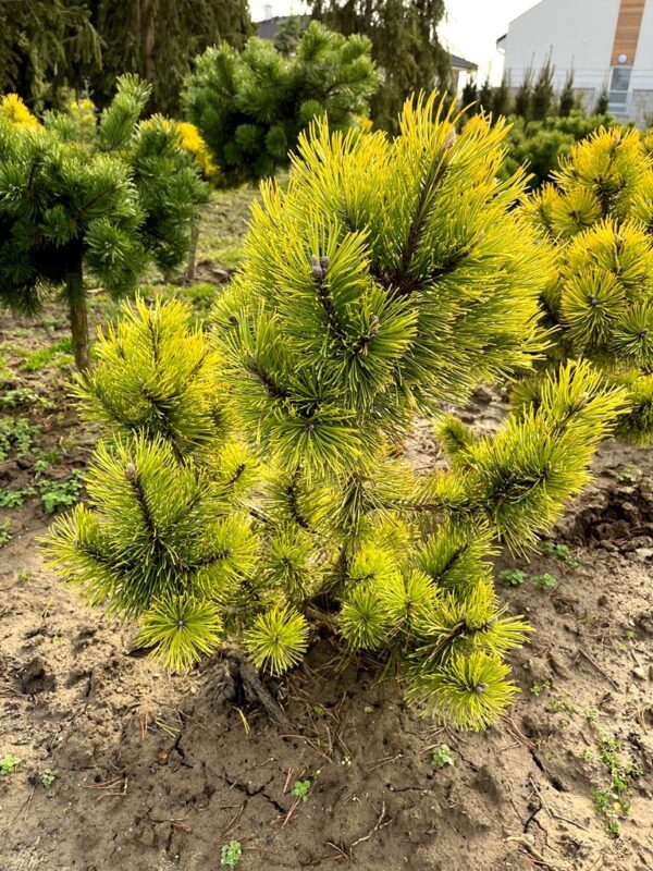 Pinus mugo 'Zundert'