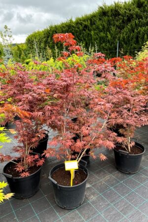 Acer palmatum 'Atropurpureum'