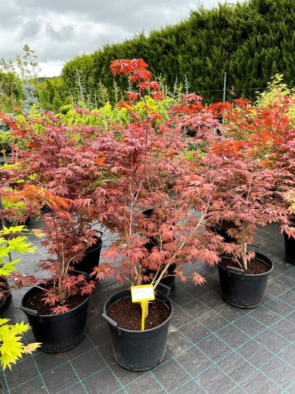 Acer palmatum 'Atropurpureum'