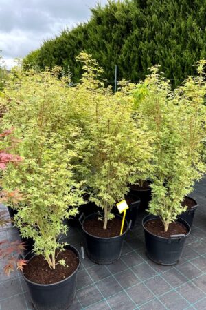 Acer palmatum 'Butterfly'