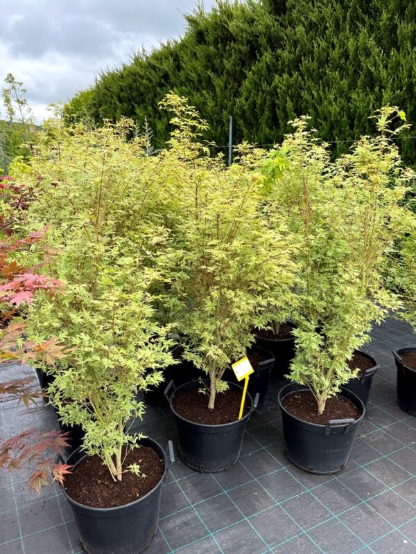 Acer palmatum 'Butterfly'