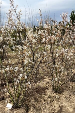 Amelanchier lamarckii (viackmeň)