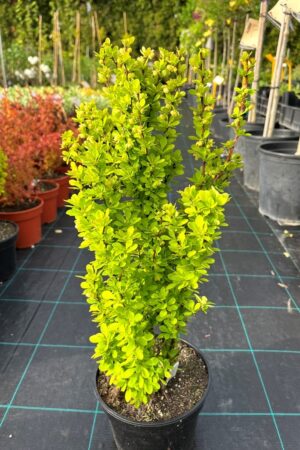 Berberis thunbergii 'Golden Torch'