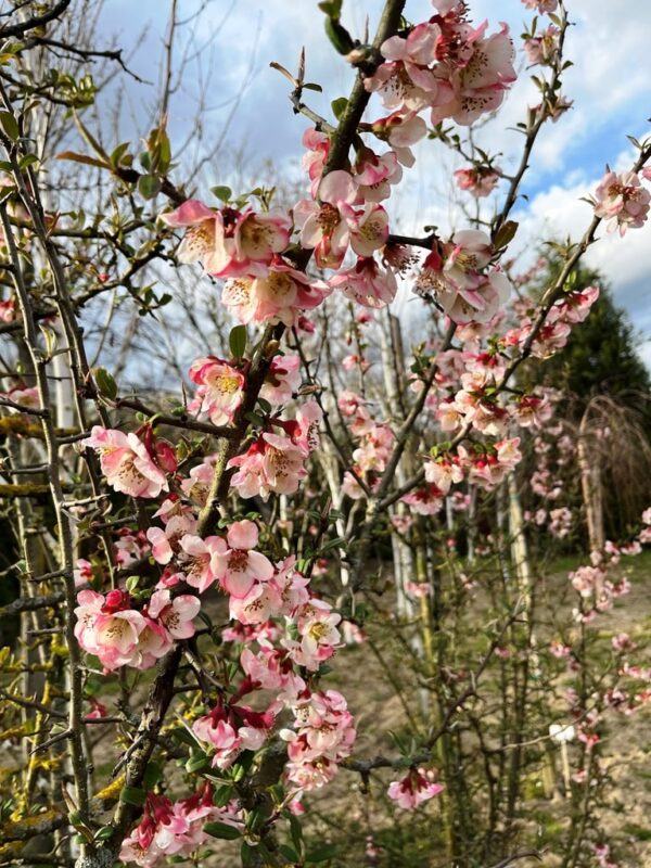Chaenomeles cathayensis