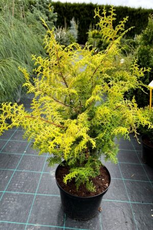Chamaecyparis obtusa 'Lucas'