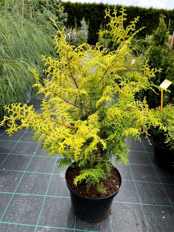 Chamaecyparis obtusa 'Lucas'