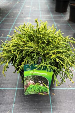 Chamaecyparis pisifera 'Filifera Nana'