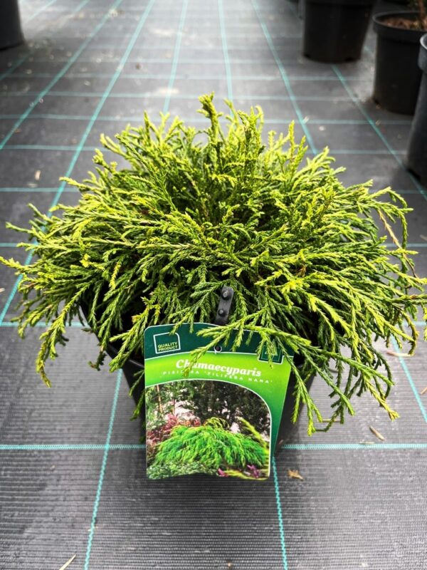 Chamaecyparis pisifera 'Filifera Nana'