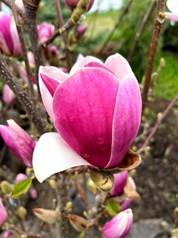 Magnolia x soulangeana 'Satisfaction'