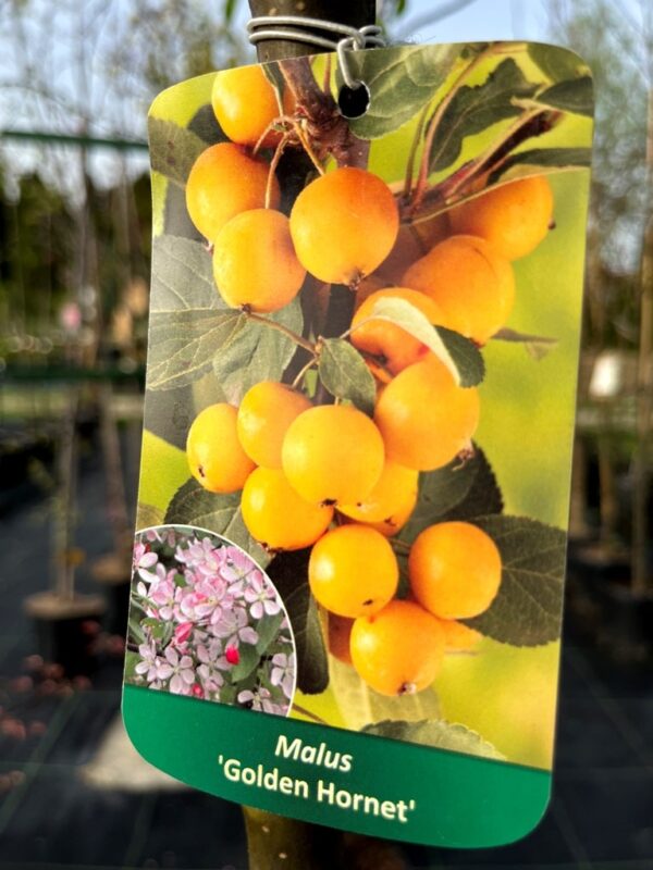 Malus 'Golden Hornet' - Image 2