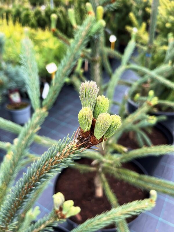Picea engelmannii 'Snake' - Image 2