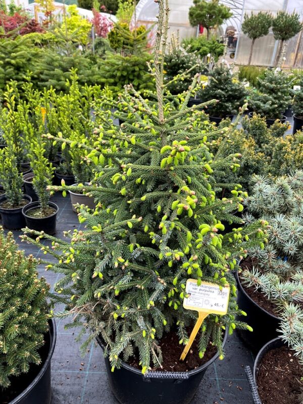 Picea likiangensis var.purpurea - Image 2