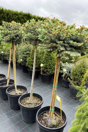 Picea pungens 'Blaukissen'