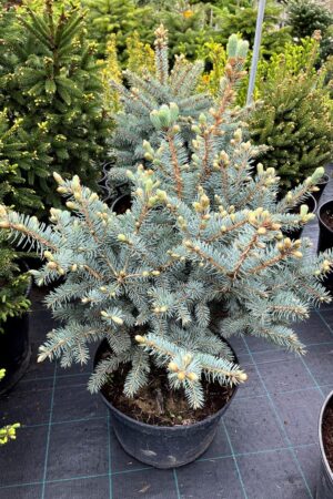 Picea pungens 'Blue Trinket'