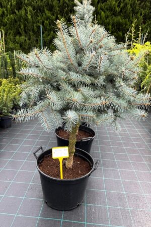 Picea pungens 'Misty Blue'